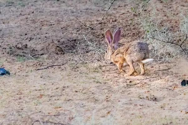 A Rabbit running away in a forest