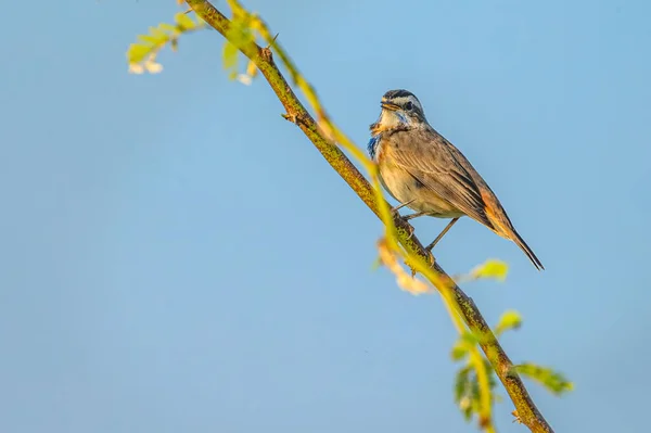Ein Vogel Mit Blauer Kehle Der Auf Einem Busch Ruht — Stockfoto