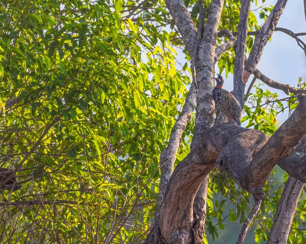 Ein Schwarzer Francolin Ruft Von Einem Baum — Stockfoto