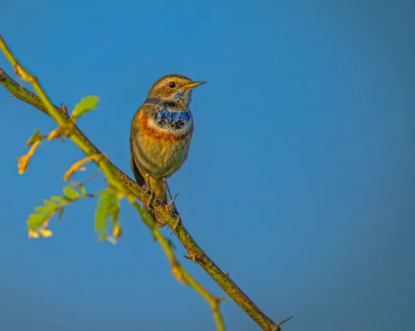 Pájaro Garganta Azul Mirando Cámara — Foto de Stock