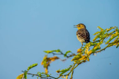 Ağaçtan çağıran sarı bir kuyruk.