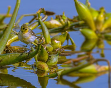 Bir Citrine Wagtail gölde yiyecek arıyor.