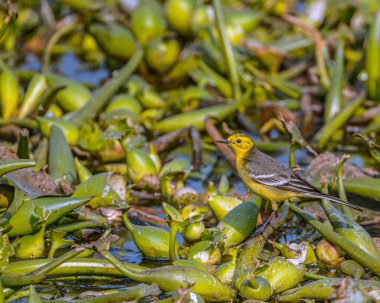 Gölde gezinen bir Citrine Wagtail.