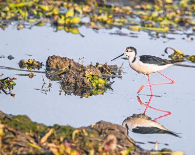Gölde yürüyen siyah kanatlı bir Stilt.