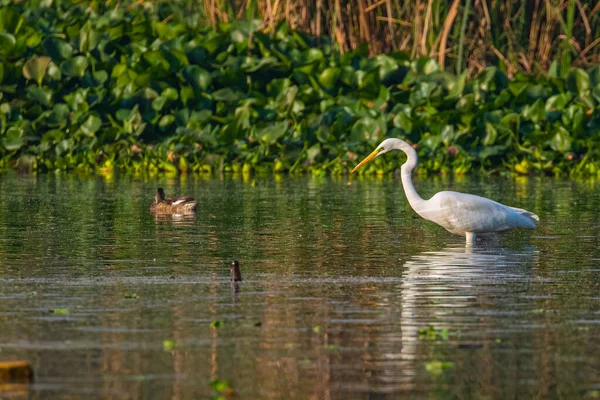 Daha büyük bir balıkçıl av için suyu izliyor.