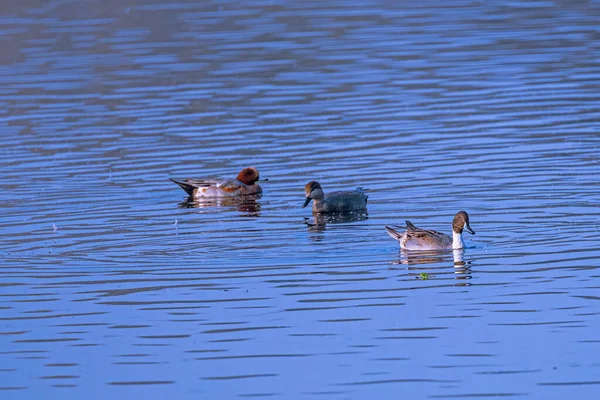 一只欧亚大陆的鸽子 一只安纳特拉 佩西约拉和一只北方的小辫子在湖中游动 — 图库照片
