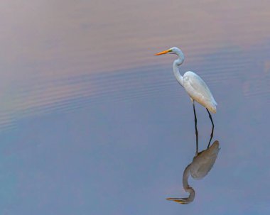 Gölde daha büyük bir balıkçıl