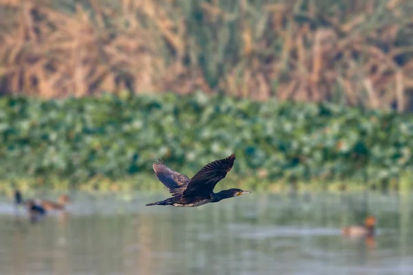 Летающий Баклан Над Озером — стоковое фото