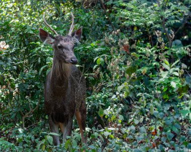 Ormanda duran bir Sambhar