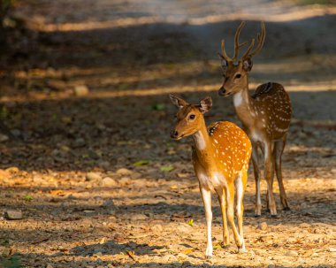 Bir çift benekli geyik göz temasında.