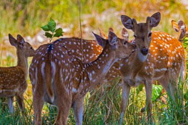 Benekli bir geyik ailesi otlakta