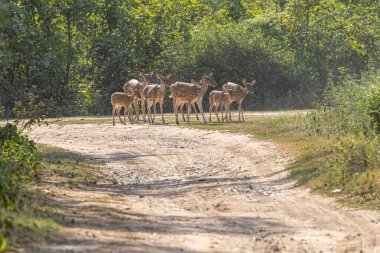 Bir patika yakınında Benekli Geyik Grubu