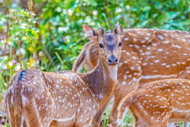 Benekli bir geyik geriye bakıyor
