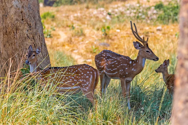 A Spotted Deer Family resting in shadow of a tree