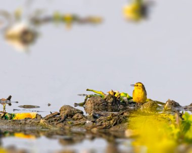 Gölden sarı bir Wagtail arıyor.