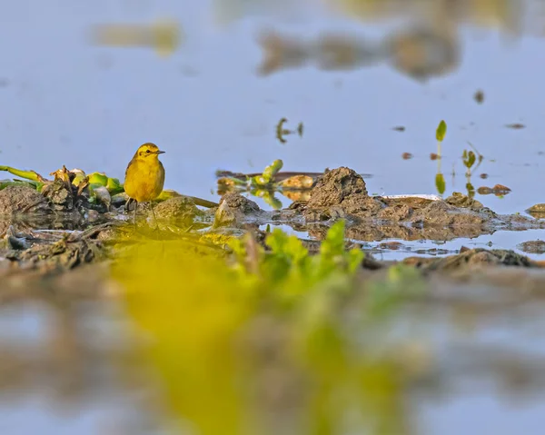 Yellow Wagtail Wet Land — Stock Photo, Image