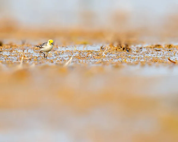 Islak Topraklarda Yiyecek Arayan Sarı Bir Kuyruk — Stok fotoğraf
