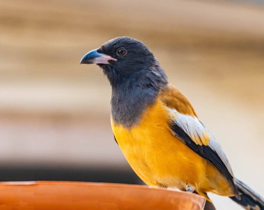 Bir ağaç kabuğunun portresi