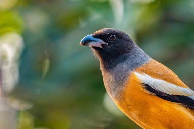 Bir Treepie Rufous başka tarafa bakıyor.