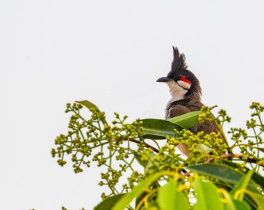 Ağaçta tüneyen kırmızı bıyıklı bir bulbul.