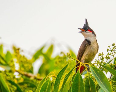 Kırmızı Bıyıklı Bulbul Ağaçtan sesleniyor