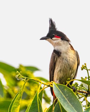 Kameraya bakan kırmızı bıyıklı bir bülten