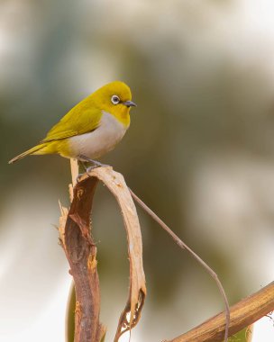 Doğulu beyaz gözlü kuş yan tarafa bakıyor.