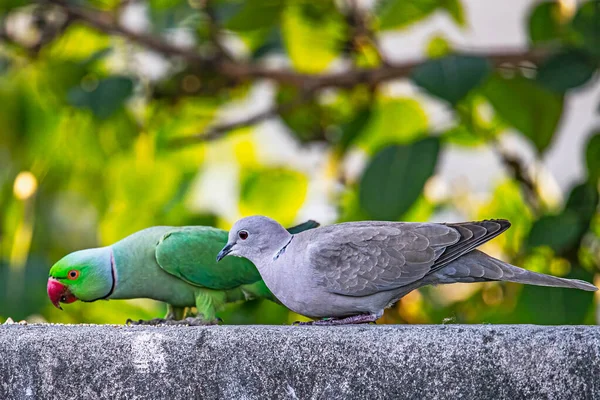 비둘기 음식을위한 회전을 기다리는 — 스톡 사진