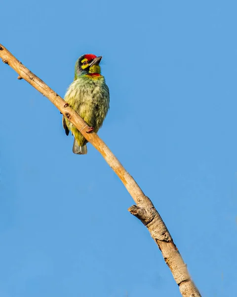 Coppersmith Barbet Perching Tree — Stock Photo, Image