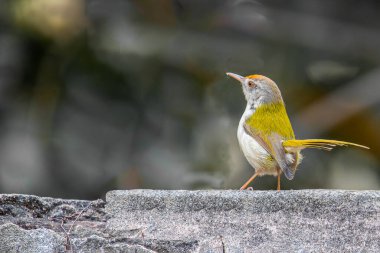 Kameradan uzağa bakan bir terzi kuş.