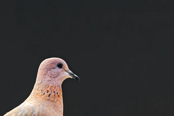 Eine Lachende Taube Aus Nächster Nähe — Stockfoto