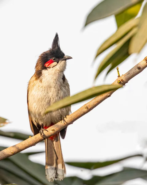 Red Whiskered Bulbul Perching Branch — Stock Photo, Image