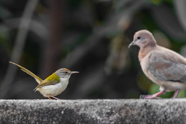 Tailor Bird Conversation Laughing Dove — Stock Photo, Image