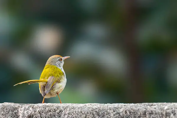 Pássaro Alfaiate Olhando Para Longe — Fotografia de Stock