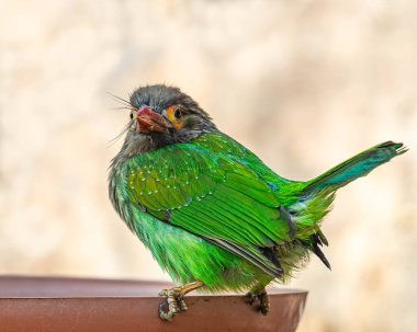 Kahverengi saçlı bir Barbet, geçmişe bakıyor.