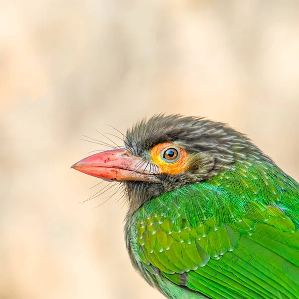 A Brown Headed Barbet a close up