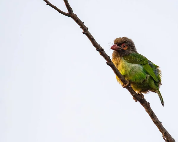 Brown Headed Barbet Perching Branch — Stock Photo, Image