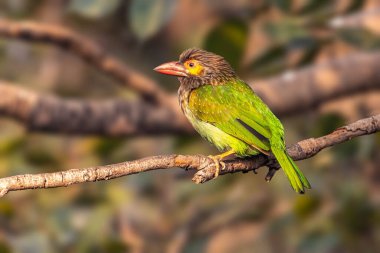A Brown headed barbet perching on a tree