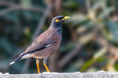 Duvarda bir Myna 'nın portresi