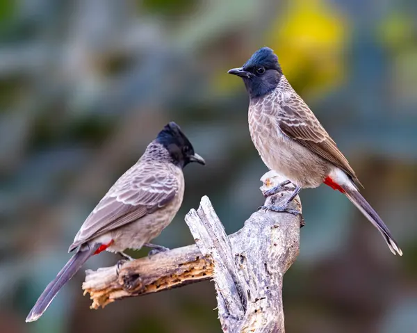 Pair Red Vented Bulbul Discussion — Stock Photo, Image