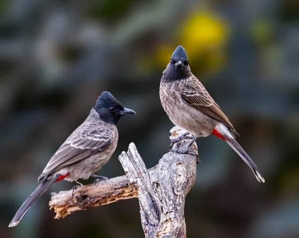Pair Red Vented Bulbul Perching Branch — Stock Photo, Image