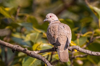 Yakalı bir güvercin geriye bakıyor