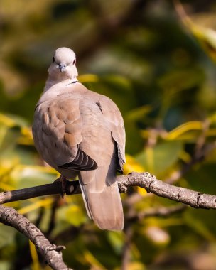 Yakalı bir güvercin başını 180 derece eğiyor.