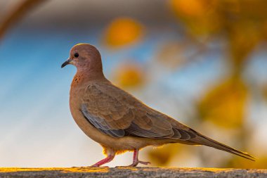 Gülen güvercin tarzıyla hareket ediyor.