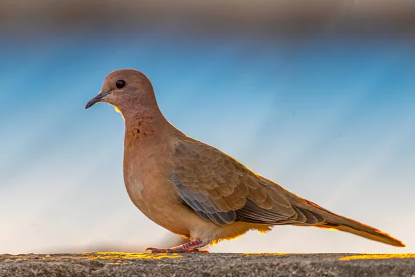 Gülen güvercinin portresi