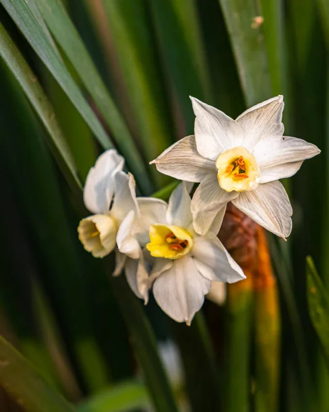 Een Stelletje Narcissen Bloemen — Stockfoto