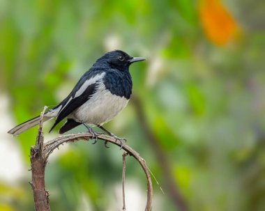 Bir dalda dinlenen Doğulu bir saksağan.