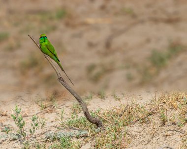 Ağaçta tünemiş küçük bir arı yiyici.
