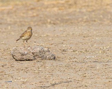 Taşın üstünde bir tarla kuşu