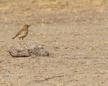 Taşın üzerinde dinlenen bir tarla kuşu